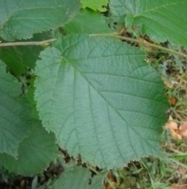 Corylus avellana